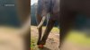 En video: elefante lucha para aplastar una calabaza en un zoológico