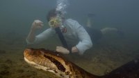 En video: descubren nueva especie de anaconda en el Amazonas