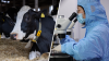 Salud en alerta: leche de vacas da positivo a influenza aviar en Texas y Kansas