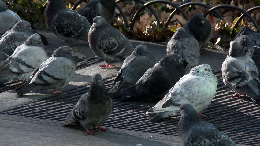 What is ‘bird flu'?