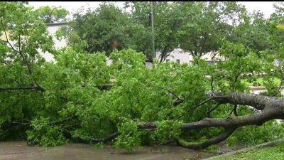 Árbol derribado por la tormenta causa corte de calle