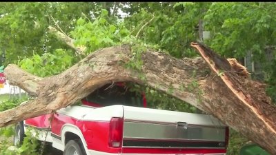 Madre de familia muere al caerle un árbol en su auto | Telemundo Houston