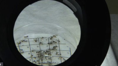 Detectan mosquito portador del Virus del Nilo Occidental
