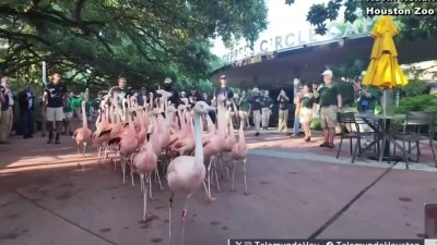 Flamingos desfilan a su nuevo espacio en el Houston Zoo