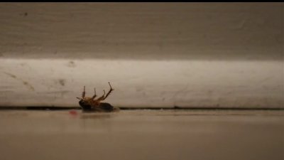 Fuertes temperaturas podrían atraer más insectos dentro de tu hogar