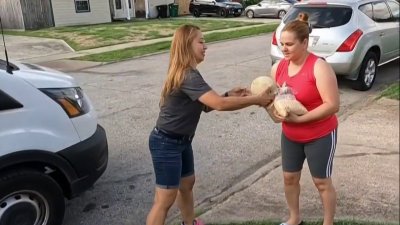 Organización ofrece alimentación gratis a familias con menores en Houston