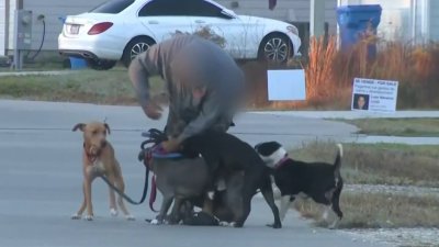 Temor en vecindario de Cleveland por ataques de perros callejeros