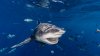 Florida es nombrada la capital mundial de los ataques de tiburón