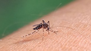 El dengue es transmitido a través de picaduras de mosquitos.