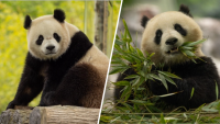 Pandas regresarán al Zoológico Nacional de DC desde China