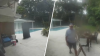 No es la primera vez: lo arrestan tras videos que lo muestran en el patio de su vecina