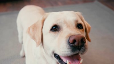 Día Nacional de los Perros: participa en Desocupar los Albergues