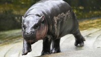 La bebé hipopótamo de dos meses, Moo Deng, camina en el zoológico abierto Khao Kheow en la provincia de Chonburi, Tailandia, el jueves 19 de septiembre de 2024. (AP Photo/Sakchai Lalit)