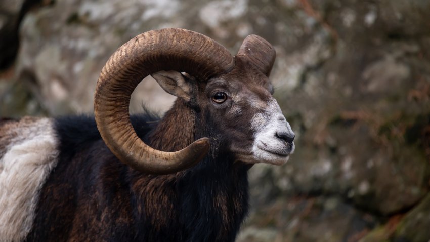 Foto de archivo de una oveja. Muflón europeo de Córcega. Un macho de Ovis aries musimon.