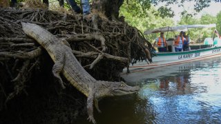 Rescatan en el norte de Colombia 107 especies de animales destinados al tráfico ilegal