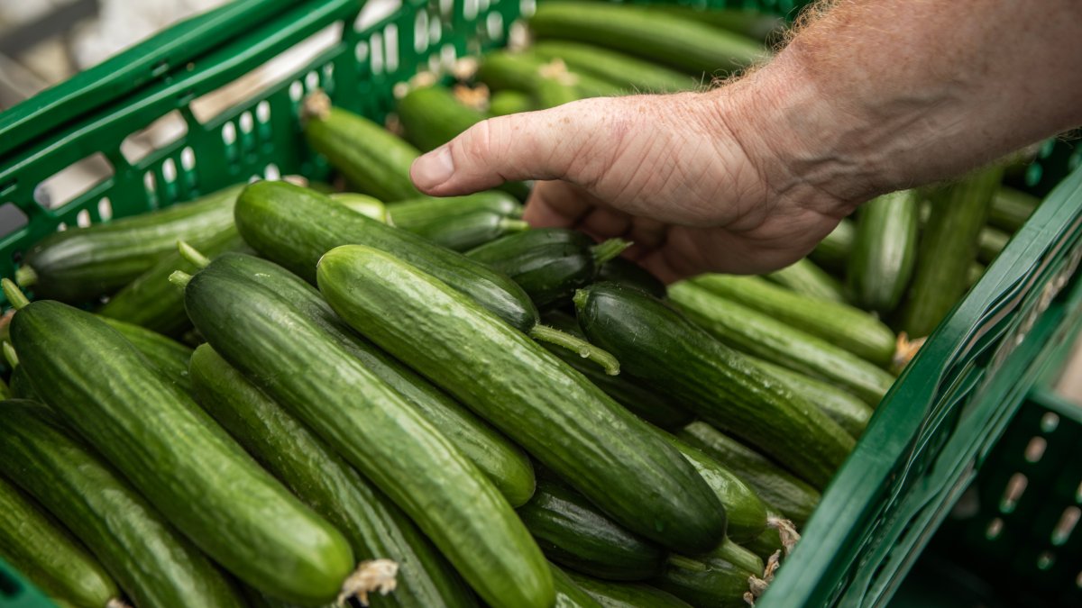 Sunfud Retiran pepinos de SunFed y huevos de Costco por Salmonela – Telemundo ...