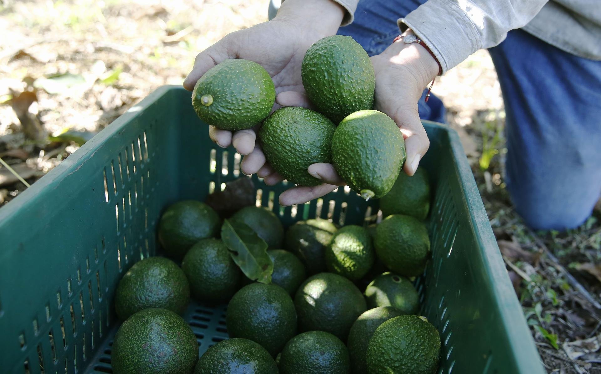 El "oro verde" respira: EEUU reanuda inspección en Michoacán del aguacate de exportación