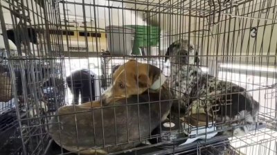 Rescatan decenas de mascotas abandonadas en un autobús escolar