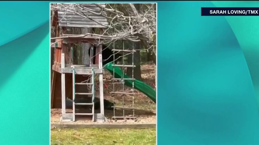 Captan en video a oso jugando en casa infantil y hasta lanzándose por tobogán