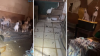 “La casa del horror”: autoridades rescatan 19 perros en condiciones deplorables