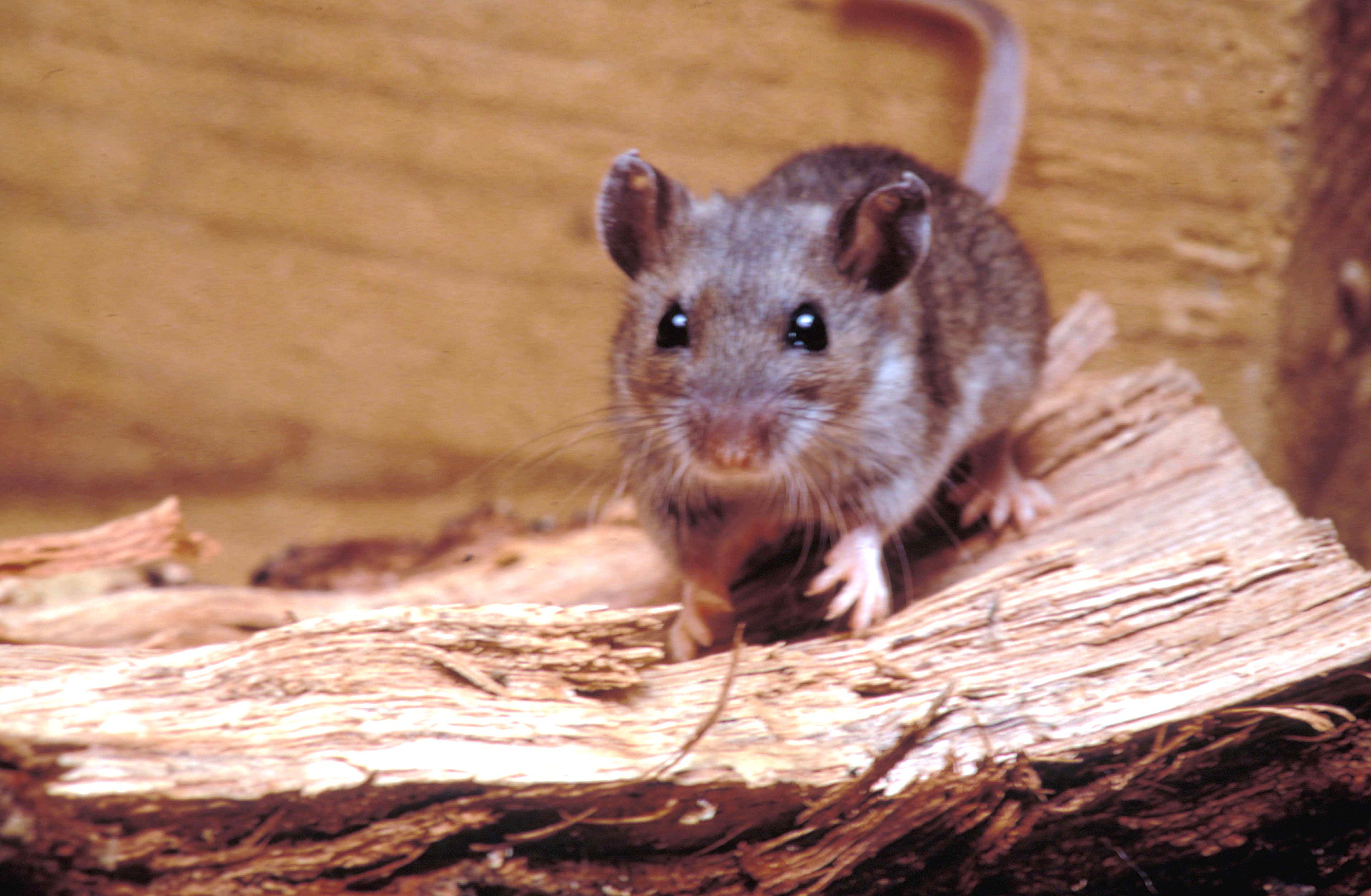 ¿Dónde merodea el hantavirus en EEUU y cómo protegerse? Hallan "puntos críticos"