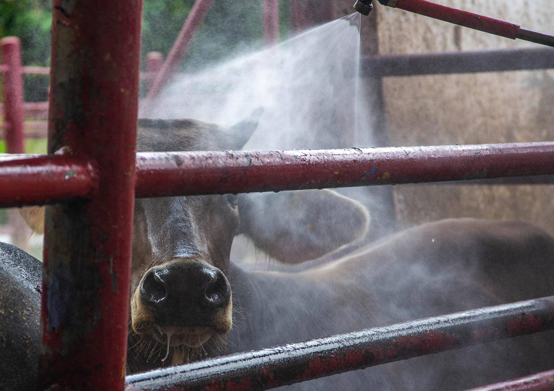 México y EEUU suspenden importación de animales vivos ante casos del gusano barrenador