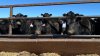 Nuevo plan de Trump para bajar precio de la carne genera descontento entre ganaderos