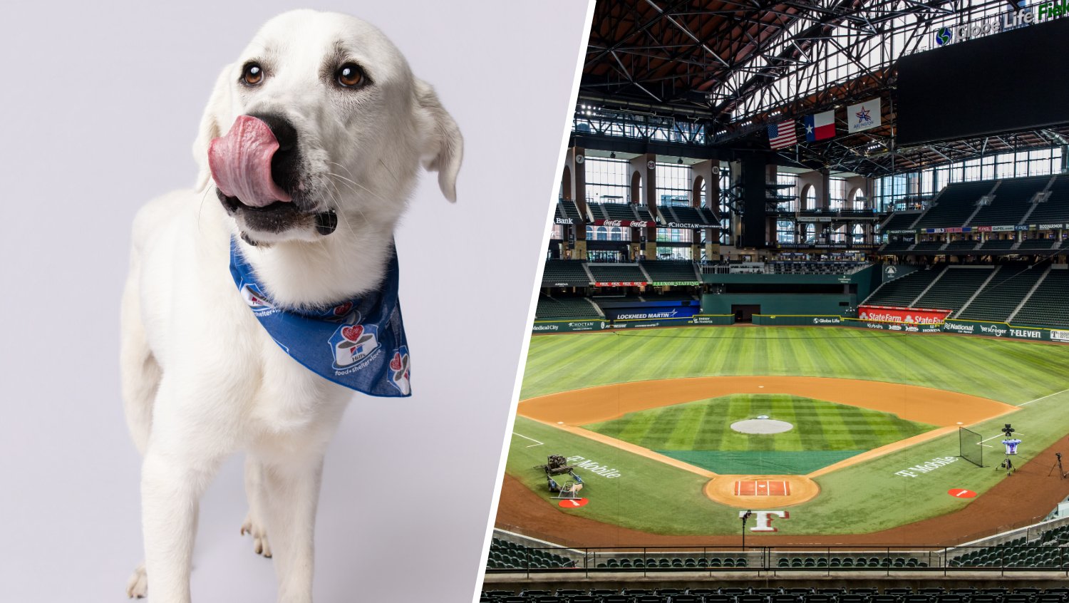 Los Rangers acogen a 10 perros de refugios de Texas para la noche de "Bark at the Park"