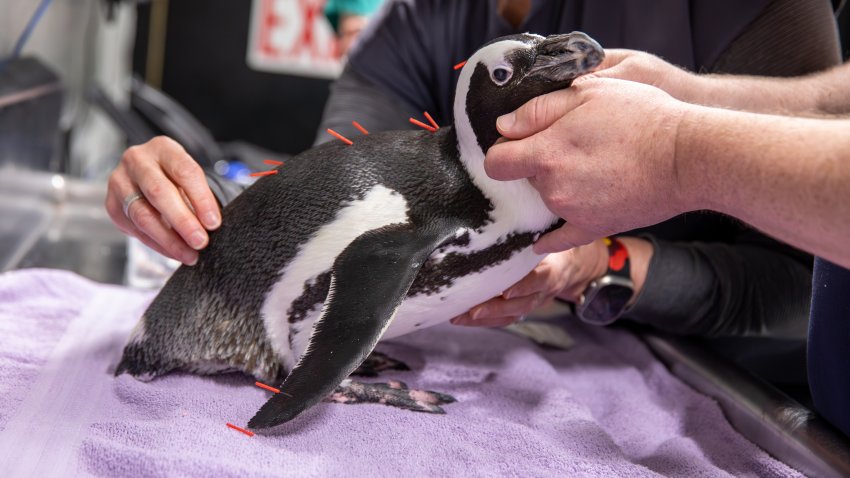 “Pip”, un pingüino africano en peligro crítico de extinción, durante un procedimiento de acupuntura detrás de escena en el Acuario de Nueva Inglaterra.