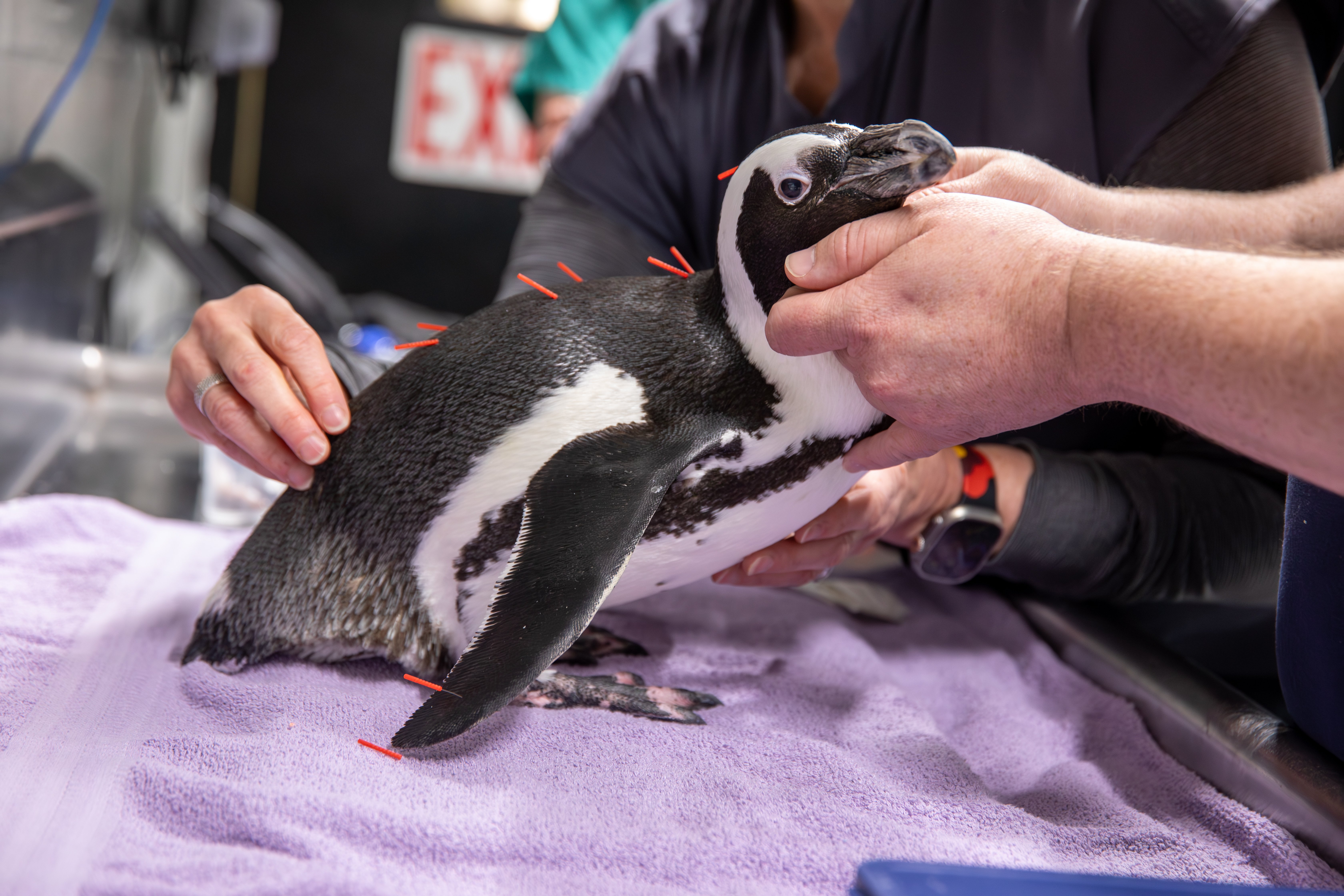 Pingüino anciano recibe tratamiento con acupuntura en un acuario