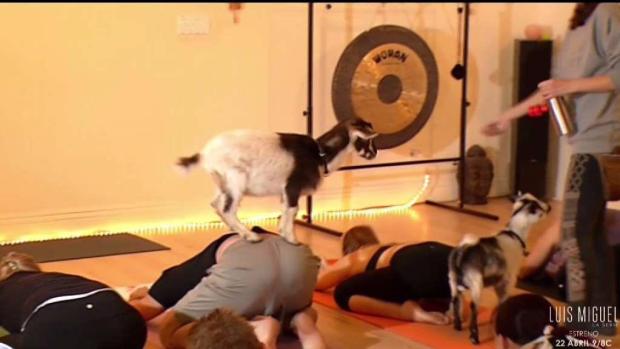 Causan furor las clases de yoga con cabras