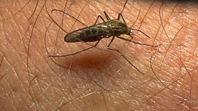Virus del Nilo cobra una vida