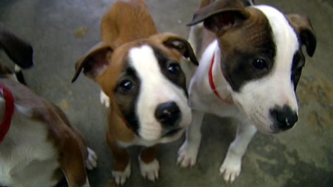 Perros en Texas, sin valor económico