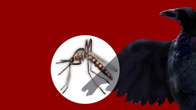Pican, pican los mosquitos