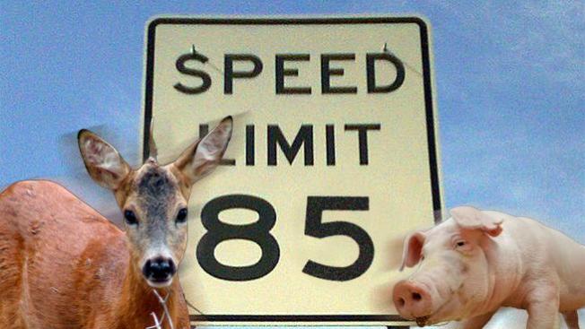 Animales en autopista veloz