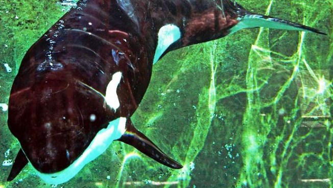 Demandan a EEUU para que liberen a la orca "Lolita"